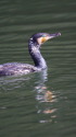 カワウ君