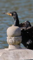 カワウ君