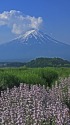 大石公園の富士山