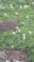 薬師岳のチビ雷鳥4