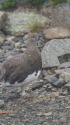 蝶ヶ岳の雄雷鳥