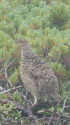 蝶ヶ岳のチビ雷鳥4