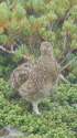 蝶ヶ岳のチビ雷鳥7