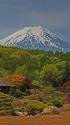 初夏 忍野の富士