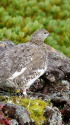 仙丈ヶ岳の雌雷鳥2