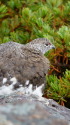 仙丈ヶ岳の雄雷鳥4