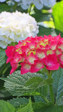紫陽花