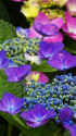 紫陽花～2023～3