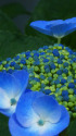 紫陽花～2023～6