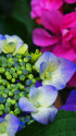 紫陽花～2023～8