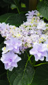 紫陽花