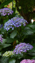 紫陽花