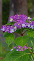 紫陽花