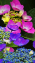 紫陽花～2023～9