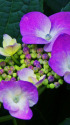紫陽花～2023～11