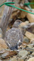 仙丈ヶ岳の雄雷鳥8