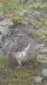 仙丈ヶ岳のママ雷鳥2