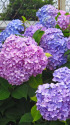 紫陽花