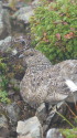 仙丈ヶ岳のチビ雷鳥