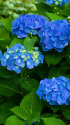 紫陽花