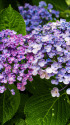 紫陽花