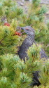 三国境の雄雷鳥