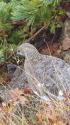 小蓮華山の雄雷鳥2
