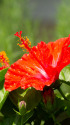 ハイビスカス