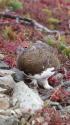 舟越ノ頭の雄雷鳥2