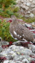 舟越ノ頭の雄雷鳥3