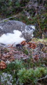 弓折岳の雄雷鳥5