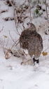 蝶ヶ岳の雌雷鳥