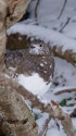 蝶ヶ岳の雌雷鳥4