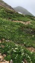 お花畑