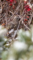 蝶ヶ岳の雌雷鳥7