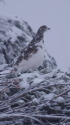 蝶ヶ岳のチビ雷鳥