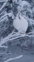 蝶ヶ岳のチビ雷鳥3