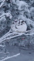 蝶ヶ岳のチビ雷鳥4