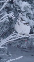 蝶ヶ岳のチビ雷鳥5