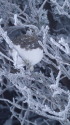 蝶ヶ岳のママ雷鳥