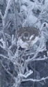 蝶ヶ岳のママ雷鳥2