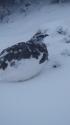 蝶ヶ岳の雄雷鳥