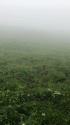 北ノ俣岳のお花畑