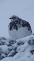 蝶ヶ岳の雄雷鳥3