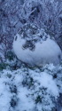 蝶ヶ岳のチビ雷鳥12