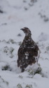 蝶ヶ岳の雄雷鳥6