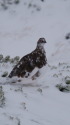 蝶ヶ岳の雄雷鳥7
