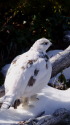 小仙丈ヶ岳の雌雷鳥3