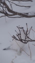 燕山荘の雄雷鳥