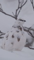 燕山荘の雄雷鳥3